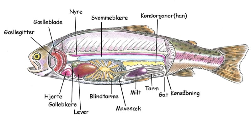 Diagram over en fisks anatomi med engelske betegnelser for finner og gæller